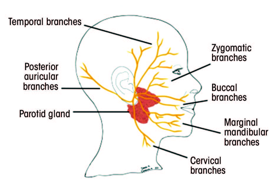figure 2B - cross section of head and nerve branches