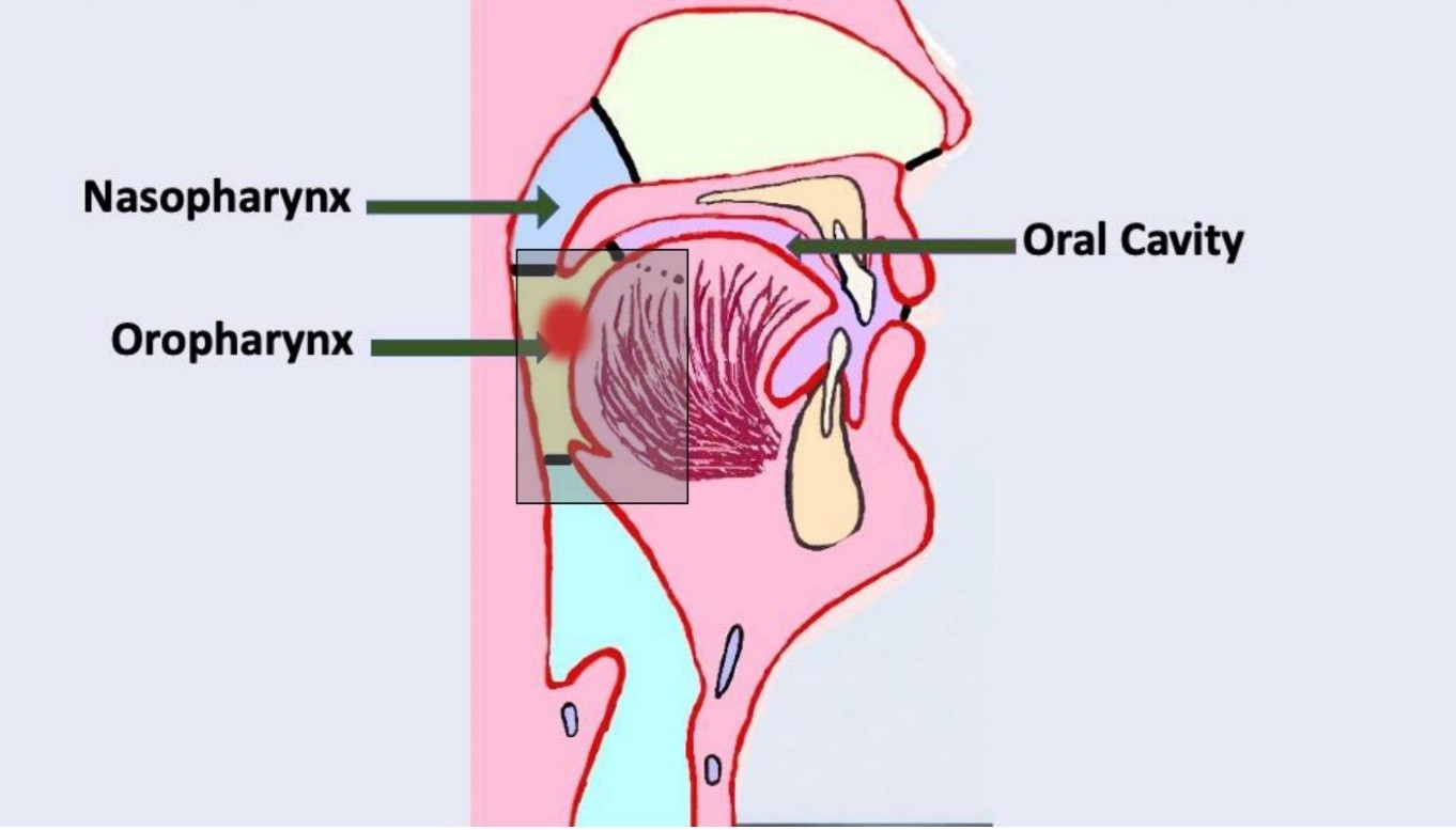 cross section of nasal and oral cavities