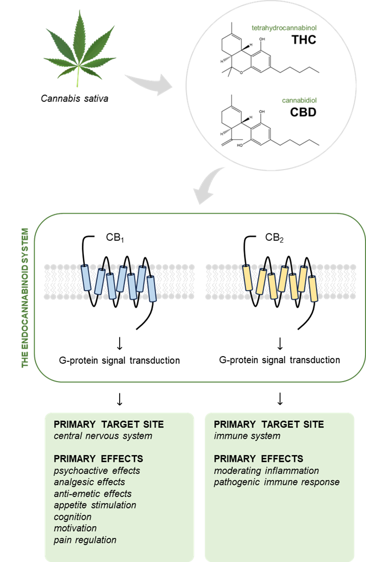 figure 2 cannabis receptor pathway