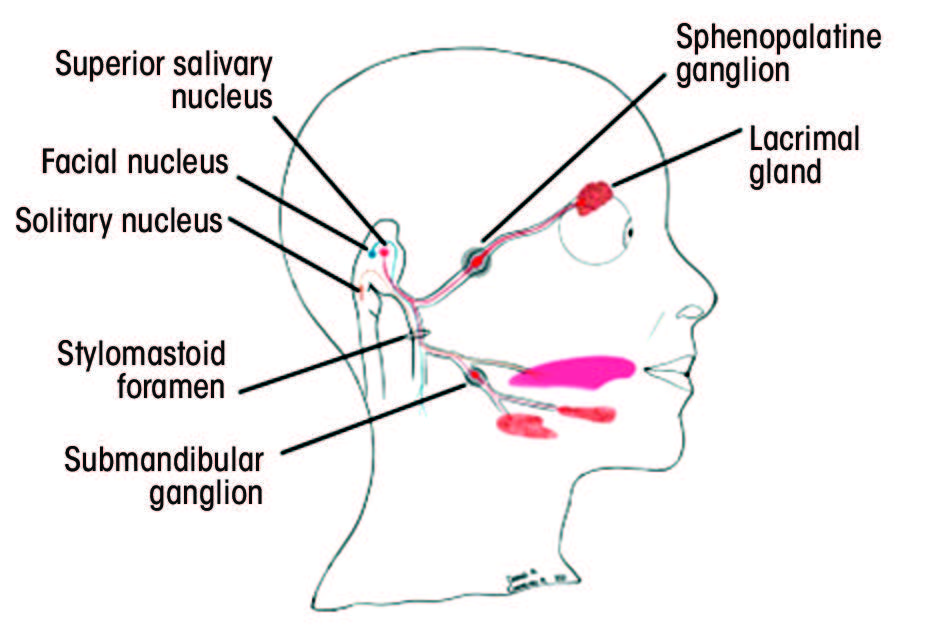 figure 2A - cross section of head and nerve branches